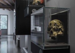 Frenologia primo piano di un cranio frenologico nella sala della fisiologia
