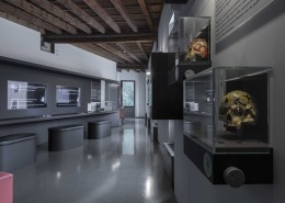 Crani Frenologici interno della sala della fisiologia con due crani frenologici esposti