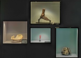Anatomia