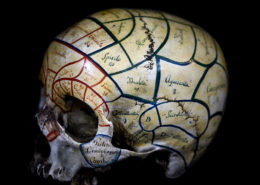Cranio frenologico di profilo