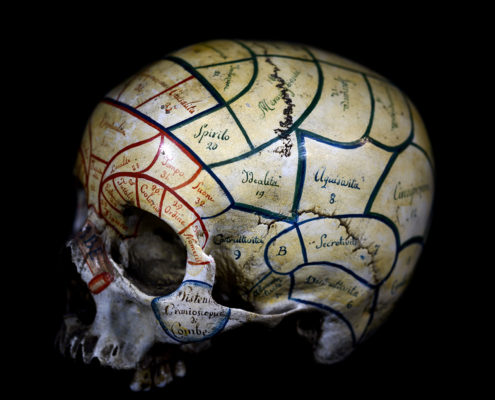 Cranio frenologico di profilo